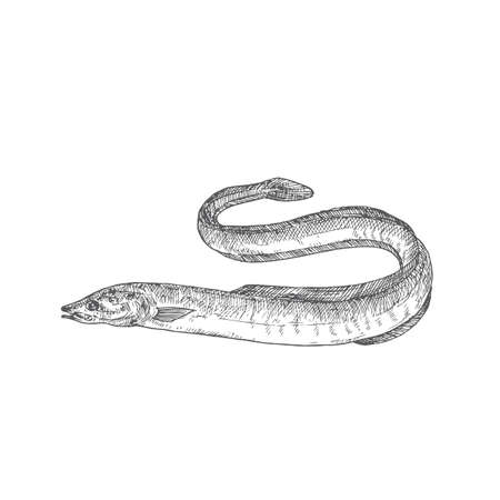 Eel Hand Drawn Doodle Vector Illustration. Abstract River or Lake Fish Sketch. Engraving Style Drawing.のイラスト素材