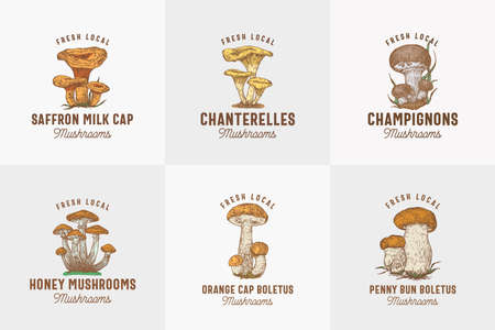 Fresh Local Mushrooms Abstract Signs, Symbols or   Templates Collection. Hand Drawn Colorful Champignons, Chanterelles, Saffron Milk Cap, etc. with Typography. Edible Plant Vector Concept.のイラスト素材