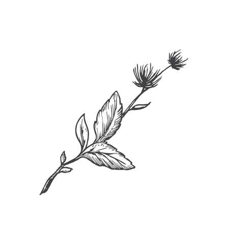 Flower Branch with Leaves Hand Drawn Doodle Vector Illustration. Floral Sketch Style Drawing. Isolatedのイラスト素材