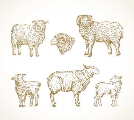 Hand Drawn Domestic Animals Vector Illustrations Set. Sheep, Ram and Lambs Sketches Collection. Engraving Style Drawings. Isolatedのイラスト素材