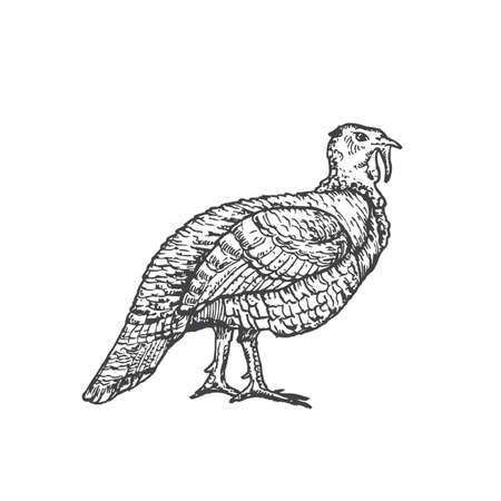 Domestic Turkey Hand Drawn Vector Illustration. Abstract Domestic Poultry Bird Sketch. Engraving Style Drawing. Isolatedのイラスト素材