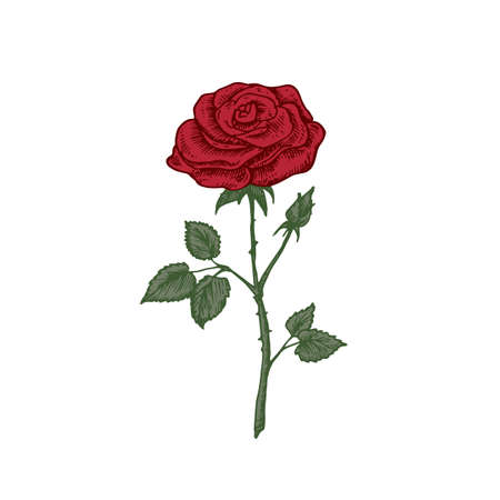 Hand Drawn Rose Floweer with Petals and Leaves Color Vector Illustration. Abstract Plant Sketch. Floral Engraving Style Drawing. Isolatedのイラスト素材