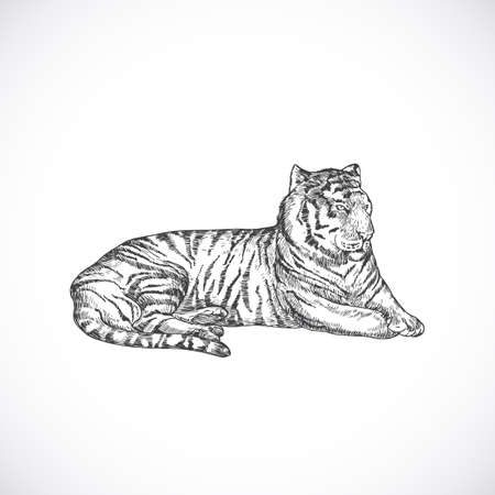 Hand Drawn Lying Tiger Vector Illustration. Abstract Animal Sketch Engraving Style Drawing. Isolatedのイラスト素材