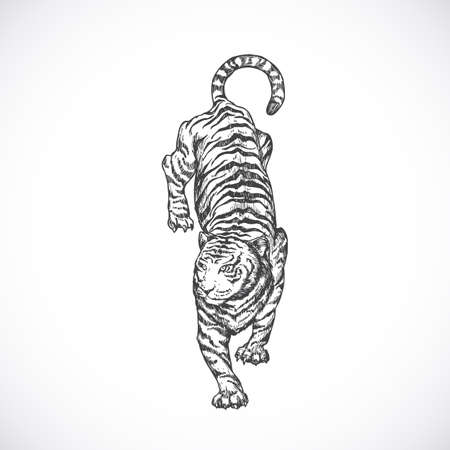 Hand Drawn Walking Tiger Vector Illustration. Abstract Sneaking Animal Sketch Engraving Style Drawing. Isolatedのイラスト素材