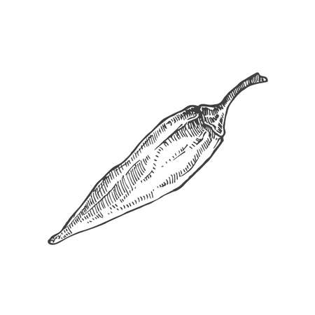 Jalapeno Spicy Pepper. Hand Drawn Sketch Vegetable Vector Illustration. Natural Food Doodle Isolatedのイラスト素材