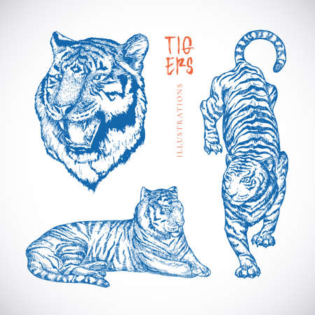 Hand Drawn Tigers Vector Illustrations Set. Abstract Animals Sketches Engraving Style Drawings Collection. Oriental New Year Zodiac Symbol Isolatedのイラスト素材