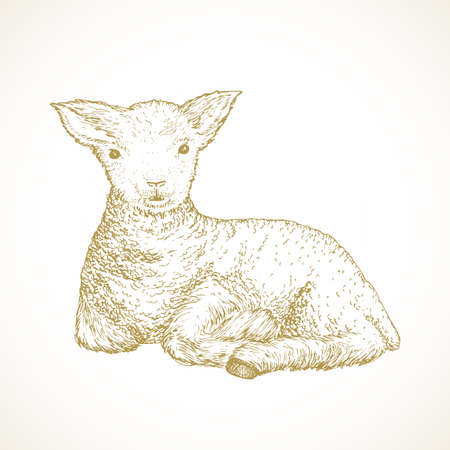 Hand Drawn Cute Easter Lamb Vector Illustration. Little Sheep Abstract Sketch. Spring Holiday Engraving Style Drawing Isolatedのイラスト素材