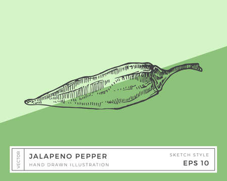 Hand Drawn Vector Jalapeno Pepper Vegetable Illustration. Vegan Based Food Drawing with Colorful Background Isolatedのイラスト素材