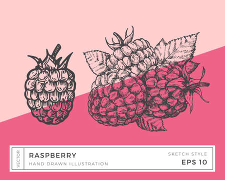 Hand Drawn Vector Raspberry Berries Illustration. Vegan Plant Based Food Drawing with Colorful Background Isolatedのイラスト素材