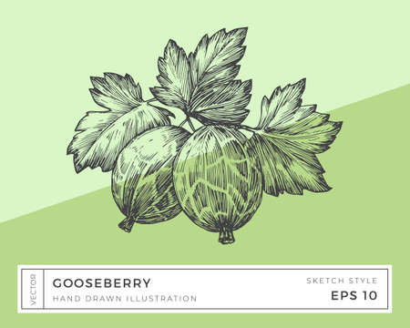 Hand Drawn Vector Gooseberry Berries Branch with Leaves Illustration. Vegan Plant Based Food Drawing with Colorful Background Isolatedのイラスト素材