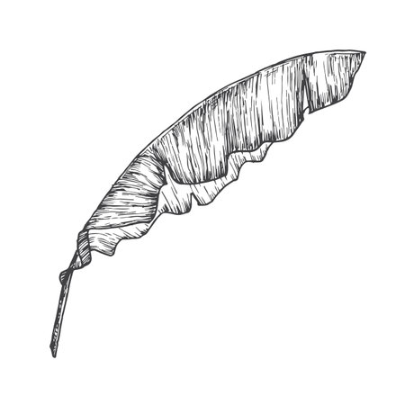 Banana Palm Branch Hand Drawn Doodle Vector Illustration. Floral Tropical Leaf Sketch Style Drawing Isolatedのイラスト素材