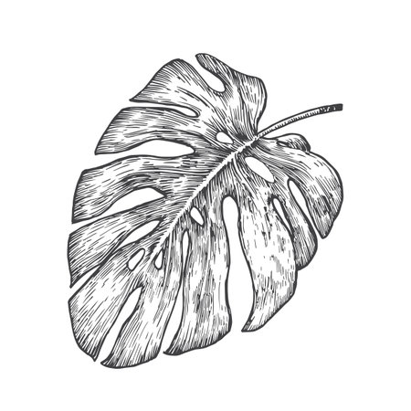 Monstera Palm Leaf Hand Drawn Doodle Vector Illustration. Floral Tropical Foliage Sketch Style Drawing Isolatedのイラスト素材