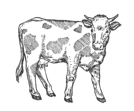 Adult Cow Hand Drawn Vector Cattle Illustration. Domestic Animal Sketch. Engraving Style Drawing Isolatedのイラスト素材