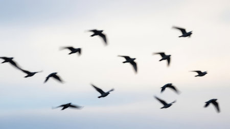 Blurred motion of birds flying across sky. Flock of birds in soft focus. Freedom in air and natural movement.の素材
