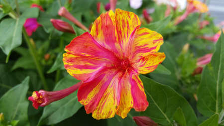 Multi Color 4 O'clock Flowerの写真素材