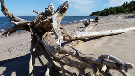Large driftwood on beachの写真素材