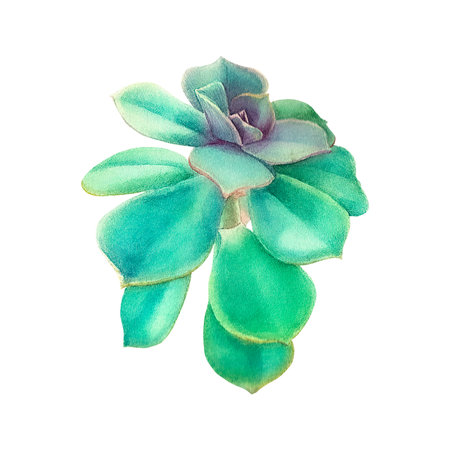 Succulent echiveria. Watercolor illustration on an isolated white background, hand drawing, botanical painting for design, print.の写真素材