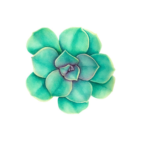 Succulent echiveria. Watercolor illustration on an isolated white background, hand drawing, botanical painting for design, print.の写真素材
