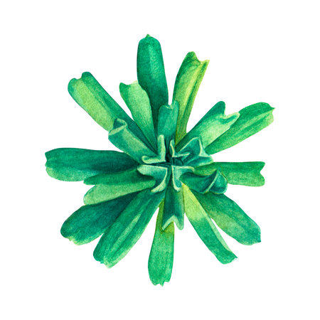 Succulent echiveria, botanical illustration on an isolated white background, hand drawing, watercolor painting for design, print, decorative element, template for packaging, stickers and clothes.の写真素材