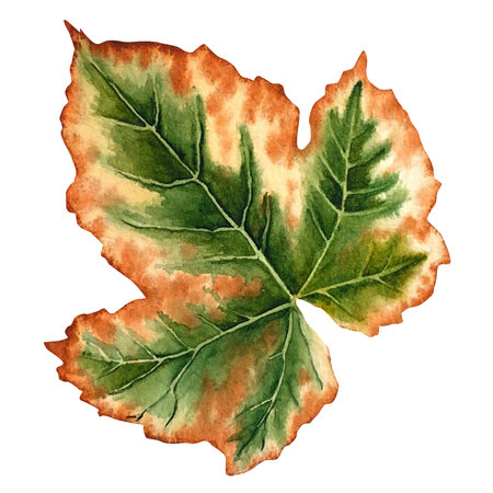 Autumn maple leaf. Watercolor illustration on an isolated white background. Decorative element.の写真素材