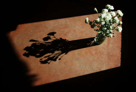 White carnations with hard side-light and strong, dramatic shadow.の写真素材