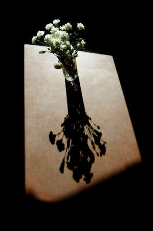 White carnations with hard side-light and strong, dramatic shadow.の写真素材