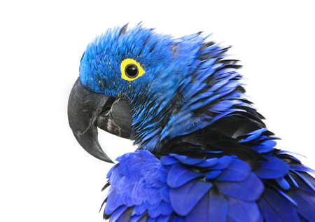 Brilliant blue hyacinth macaw with a yellow ring around its eye.の写真素材