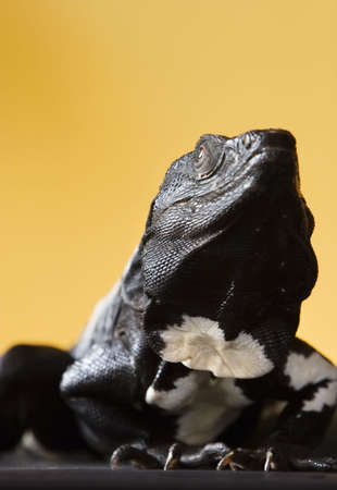 Black and white spiny tailed iguana in a studio setting.の写真素材