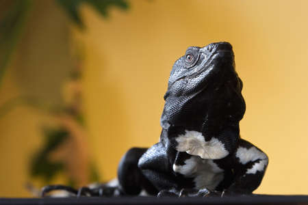 Black and white spiny tailed iguana in a studio setting.の写真素材
