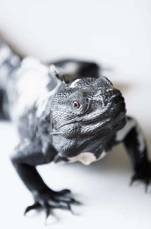 Black and white spiny tailed iguana in a studio setting.の写真素材