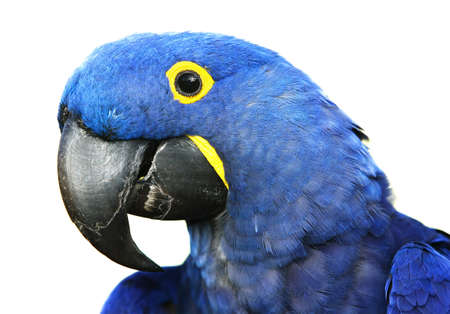 Brilliant blue hyacinth macaw with a yellow ring around its eye.の写真素材