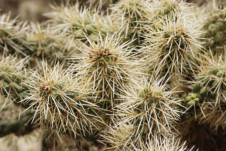 Close-up of the arms and spines on a cholla cactus.の写真素材