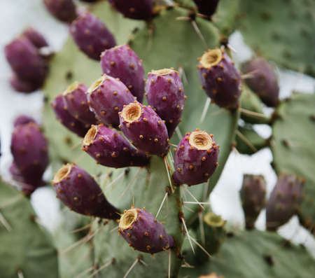 Fuscia colored fruit on a prickly pear cactus.の写真素材