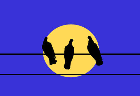 Three pigeons perched on an electrical wire.の写真素材