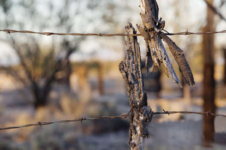 Barbed wire at sunset with a twisted broken stick.の写真素材