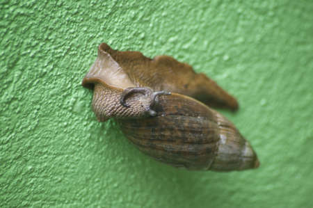 Arboreal snail from Costa Rica on a green wall.の写真素材