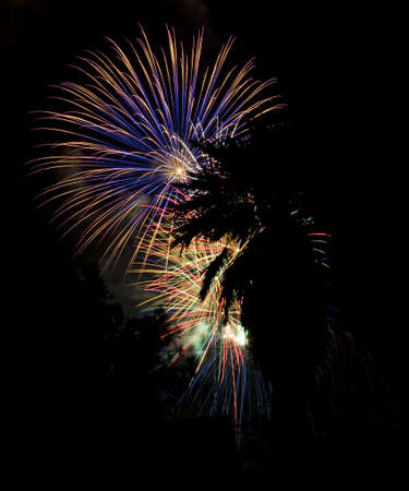 Fireworks behind a palm tree in silhouetteの写真素材