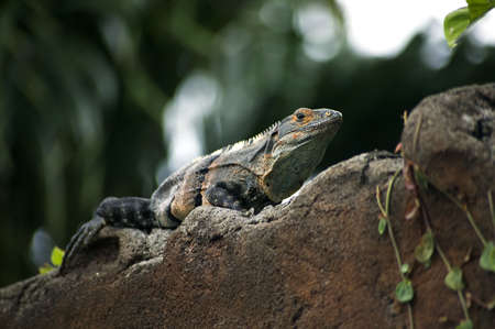 Costa Rican iguana resting on a wall in the jungleの写真素材