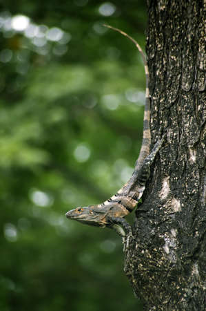 Costa Rican iguana resting on a tree in the jungleの写真素材