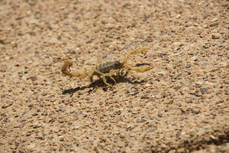 Striped desert scorpion next to desert rockの写真素材