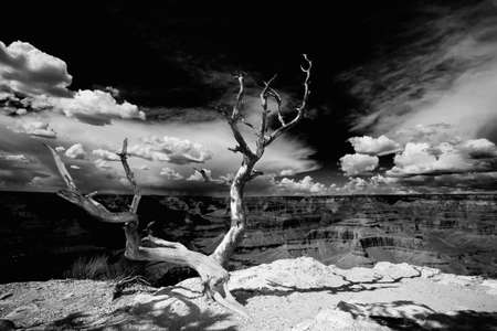Dead Tree at Edge of the Grand Canyonの写真素材