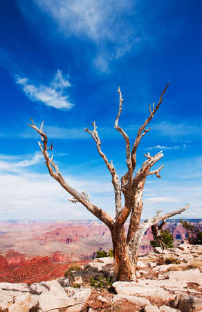 Dead tree on south rim of Grand Canyonの写真素材