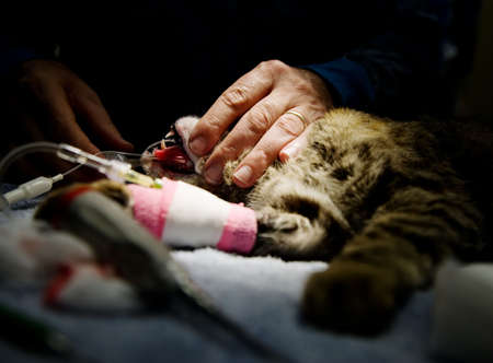 Small cat undergoing anesthesia in preparation for an operationの写真素材