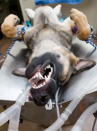 Large dog under anesthesia in veterinarian clinicの写真素材
