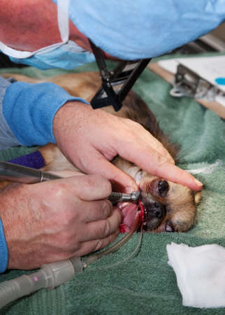 Veterinarian performing dental extraction on small dogの写真素材