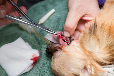 Veterinarian performing dental extraction on small dogの写真素材
