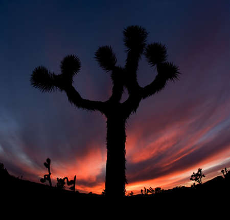 Joshua Tree Silhouette in California National Park at Sunsetの写真素材