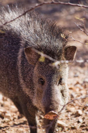 Javelina or collared peccary in the Sonoran Desertの写真素材