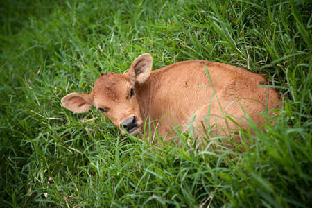 Calf in deep grass on dairy farm in Costa Ricaの写真素材