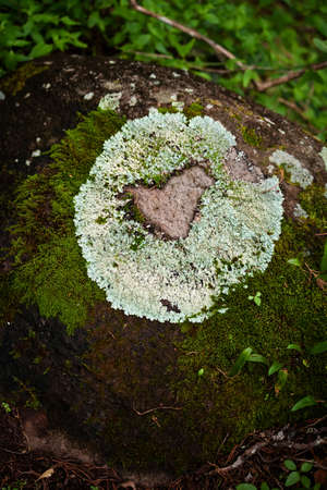 Lichen forming natural heart shape on rack on clud forestの写真素材